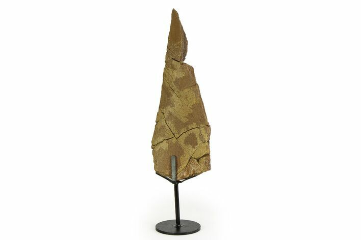 Fossil Hadrosaur Limb Section w/ Metal Stand - South Dakota #354339